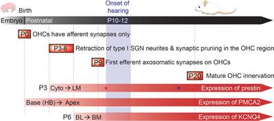 Prestin Contributes to Membrane Compartmentalization and Is Required for Normal Innervation of Outer Hair Cells